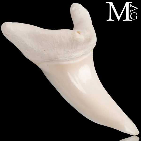 Dente di Squalo Mako – Anteriore Superiore