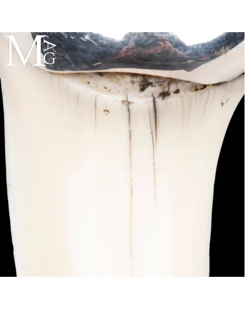 Ciondolo in Argento - Dente di Squalo Mako