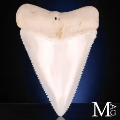 Denti di Squalo Bianco (33)