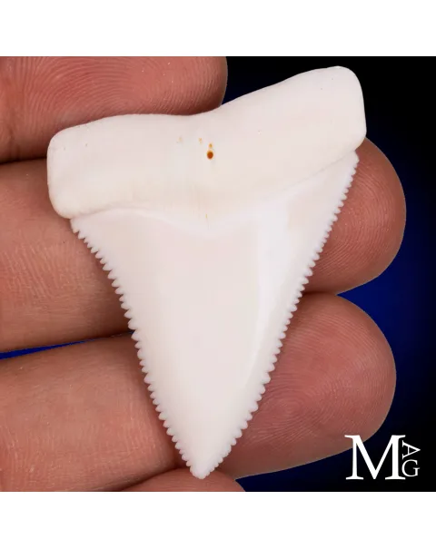 Dente di Grande Squalo Bianco -Primo Laterale Destro.