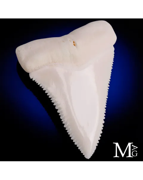 Dente di Grande Squalo Bianco -Primo Laterale Destro.