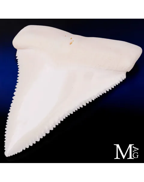 Dente di Grande Squalo Bianco -Primo Laterale Destro.