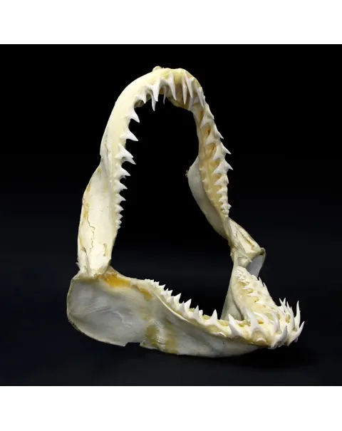 Bocca di Squalo Mako