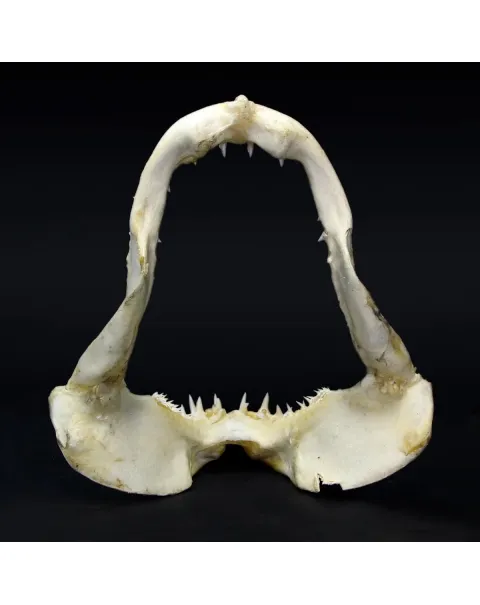Bocca di Squalo Mako