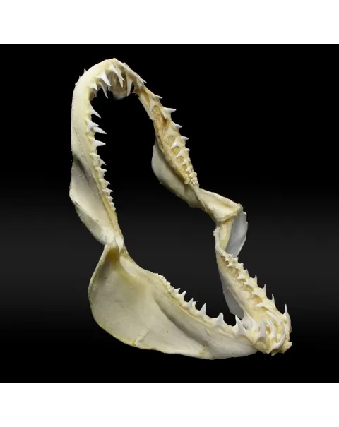 Bocca di Squalo Mako