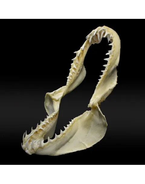 Bocca di Squalo Mako