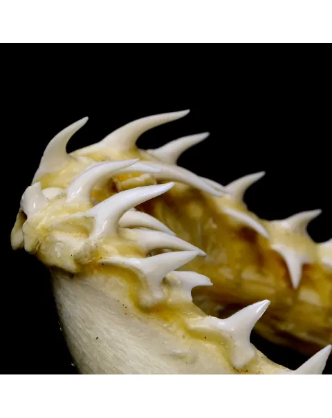 Bocca di Squalo Mako
