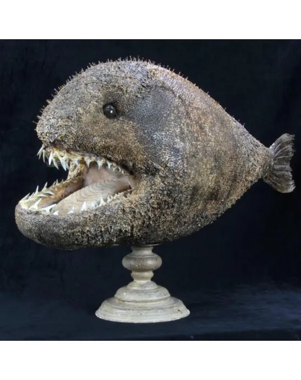 Chimera - Pesce degli abissi