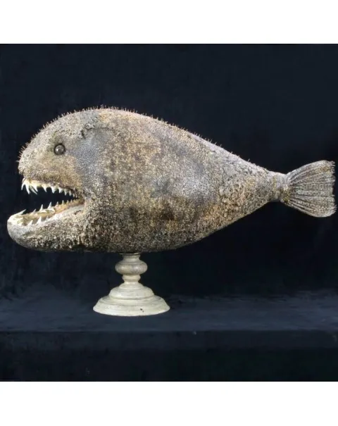 Chimera - Pesce degli abissi