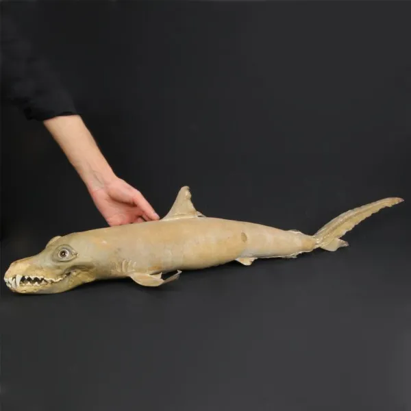 Chimera - SqualoCoyote