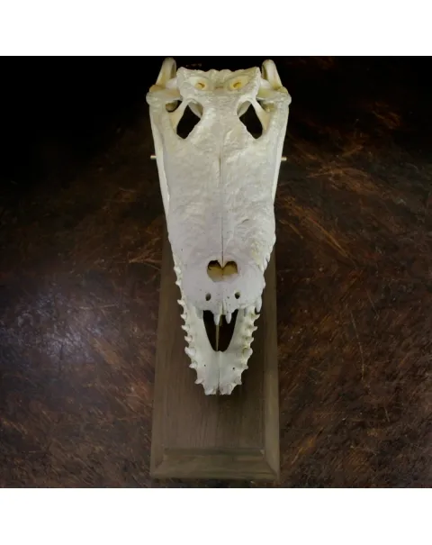 Teschio di Coccodrillo