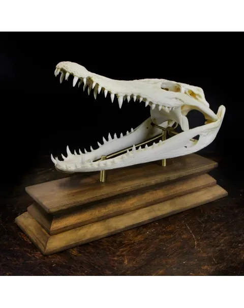 Teschio di Coccodrillo