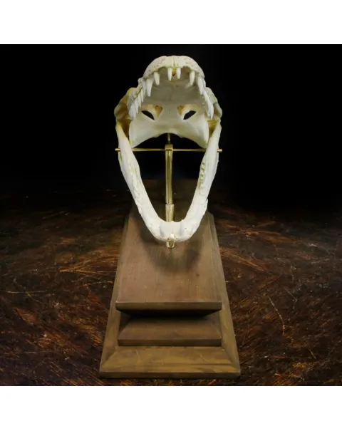 Teschio di Coccodrillo