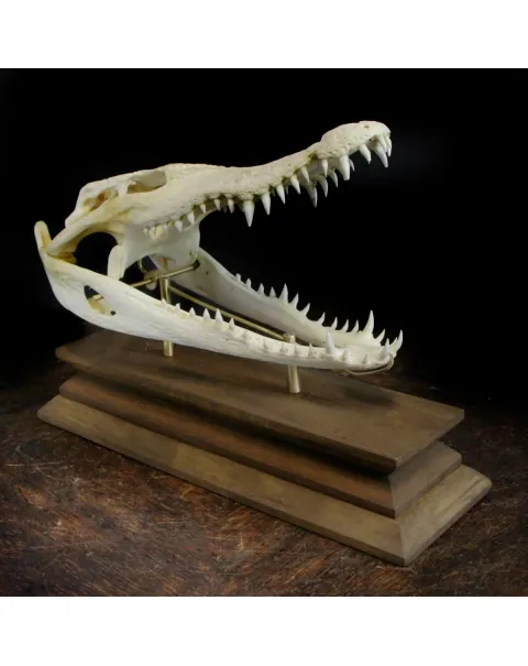 Teschio di Coccodrillo