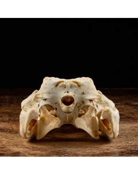 Teschio di Coccodrillo