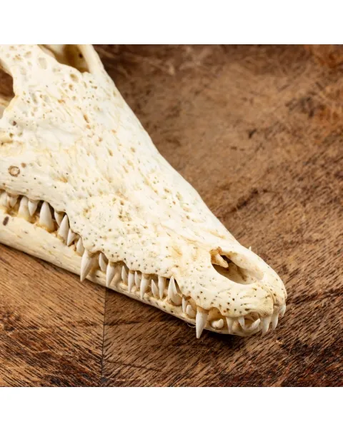 Teschio di Coccodrillo