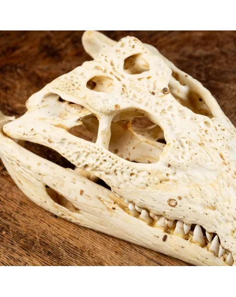 Teschio di Coccodrillo