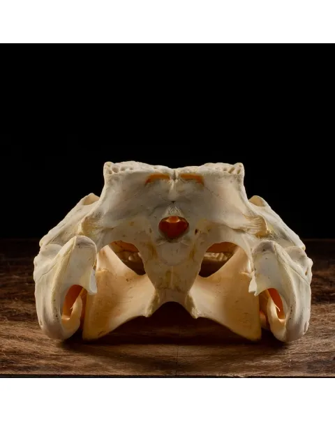 Teschio di Coccodrillo