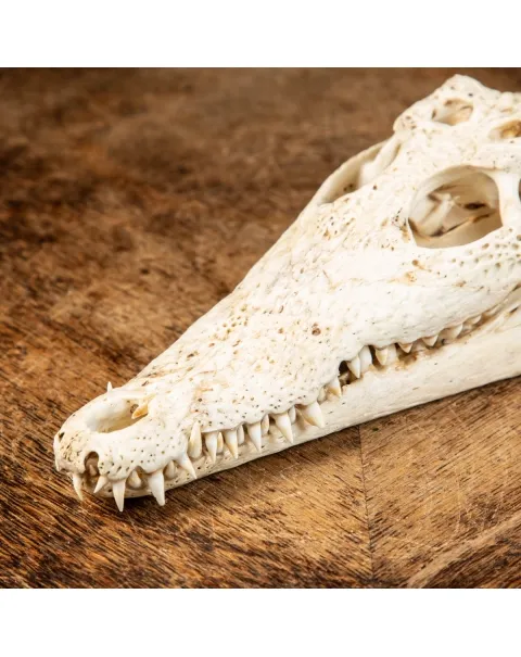 Cranio di Coccodrillo Siamensis