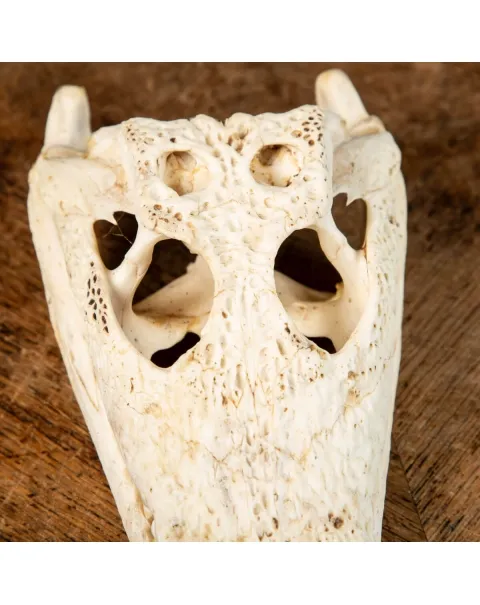 Cranio di Coccodrillo Siamensis