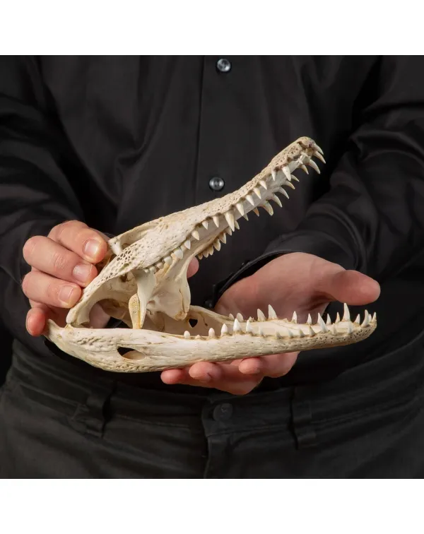 Cranio di Coccodrillo Siamensis