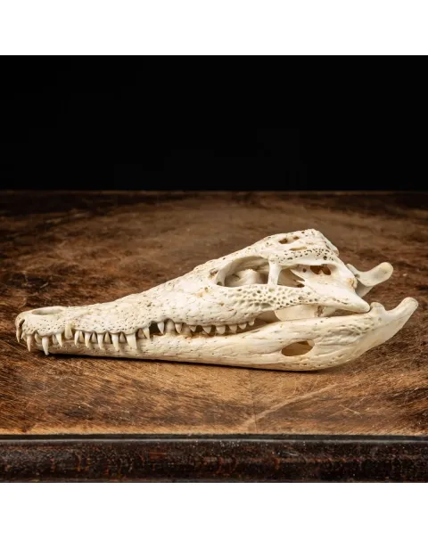 Cranio di Coccodrillo Siamensis