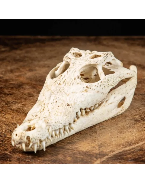Cranio di Coccodrillo Siamensis