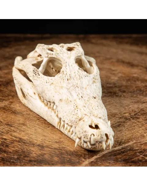 Cranio di Coccodrillo Siamensis
