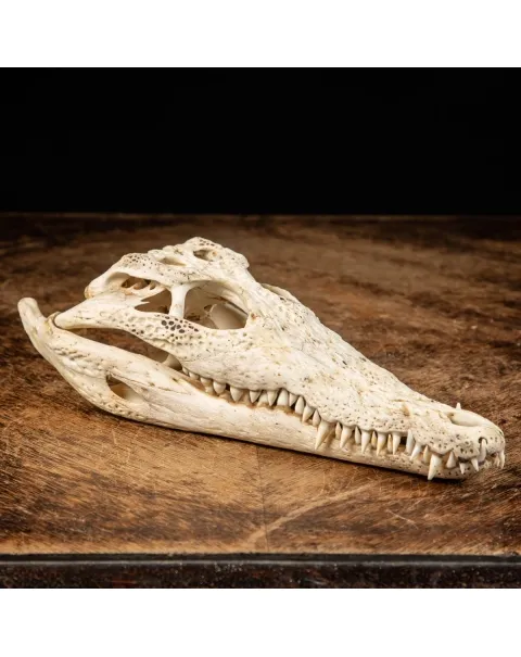 Cranio di Coccodrillo Siamensis