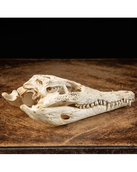 Cranio di Coccodrillo Siamensis