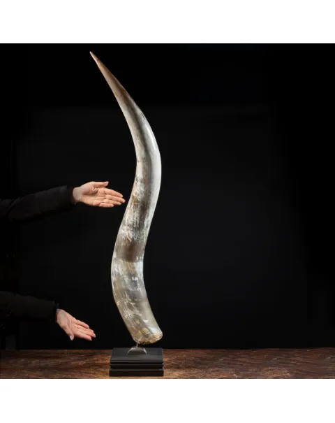 Corno di Bufalo su Piedistallo