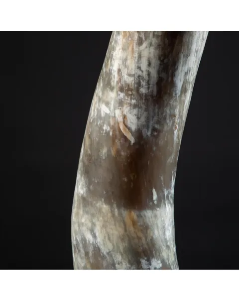 Corno di Bufalo su Piedistallo