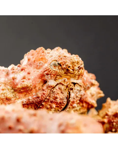 Parthenopiidae: Daldorfia Horrida