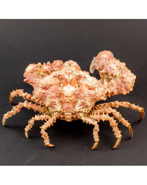 Parthenopiidae: Daldorfia Horrida