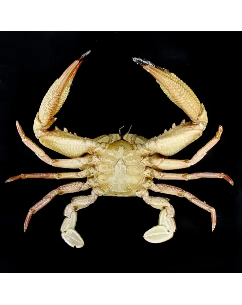 Charybdis natator