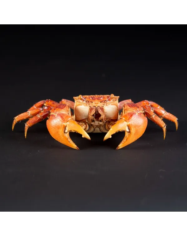 Neosarmatium Asiaticum Crostaceo Decapode