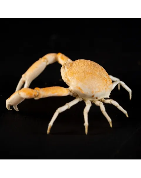 Leucosiidae Toru Granuloides