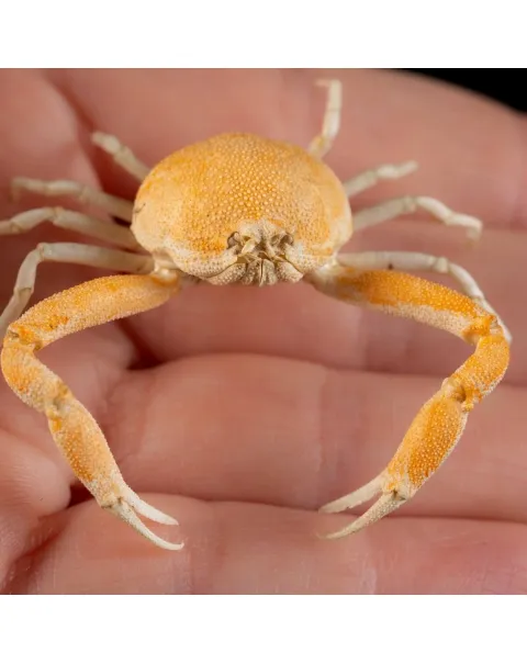 Leucosiidae Toru Granuloides