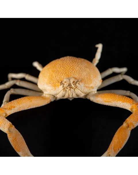 Leucosiidae Toru Granuloides