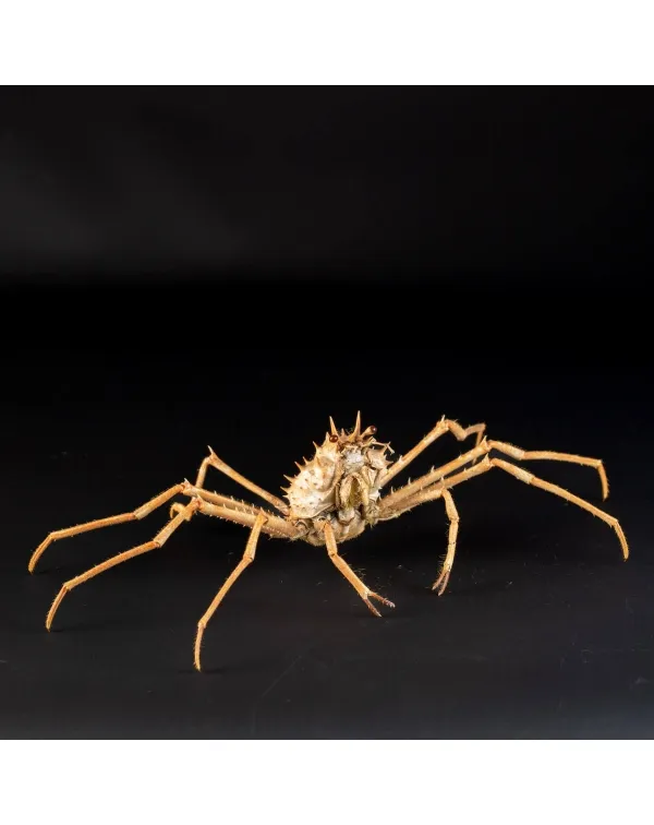 Paromola Macrochira  Granchio di Mare