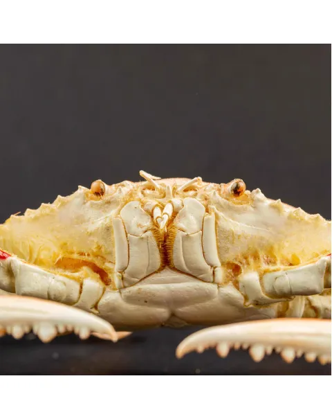 Portunus Sanguinolentus Granchio di Mare