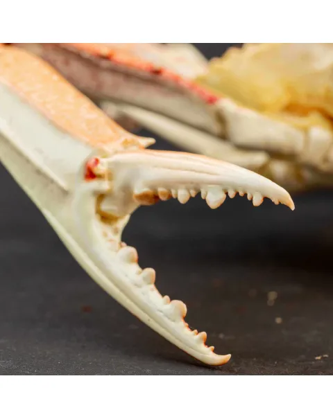 Portunus Sanguinolentus Granchio di Mare
