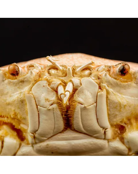 Portunus Sanguinolentus Granchio di Mare