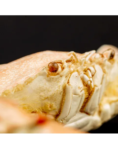 Portunus Sanguinolentus Granchio di Mare
