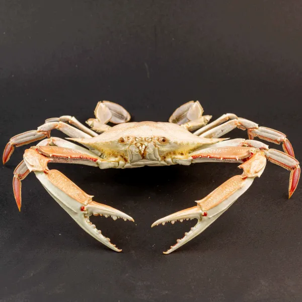 Portunus Sanguinolentus Granchio di Mare