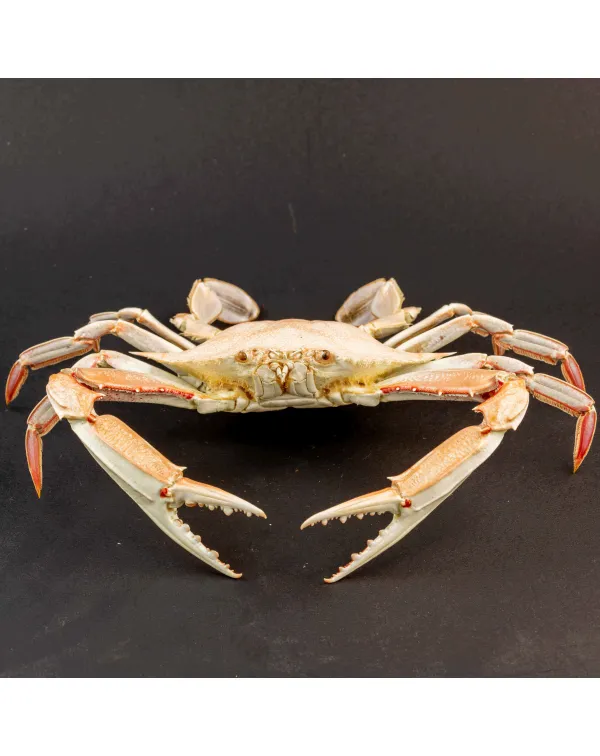 Portunus Sanguinolentus Granchio di Mare