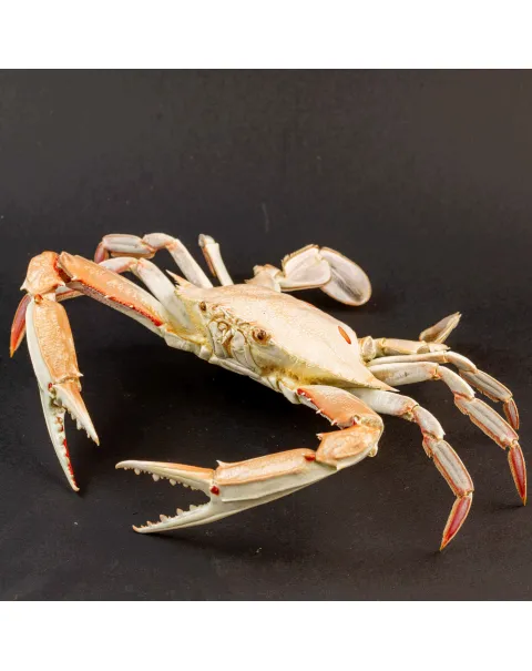 Portunus Sanguinolentus Granchio di Mare