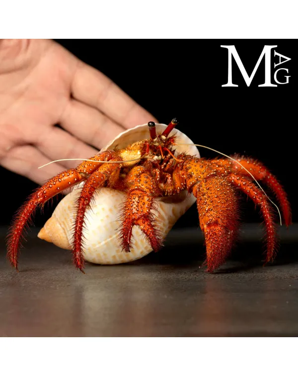 Paguro Gigante Dardanus Megistos in Conchiglia Ton...