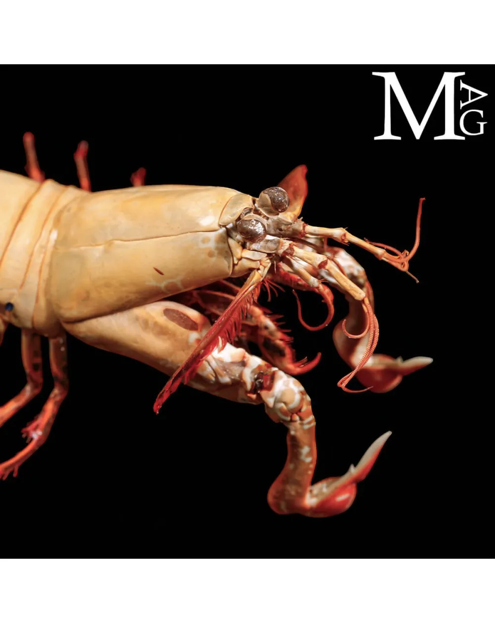 Gonodactylus Chiragra – Stomatopode Esotico da Collezione Naturalistica