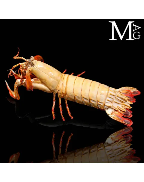 Gonodactylus Chiragra – Stomatopode Esotico da Collezione Naturalistica